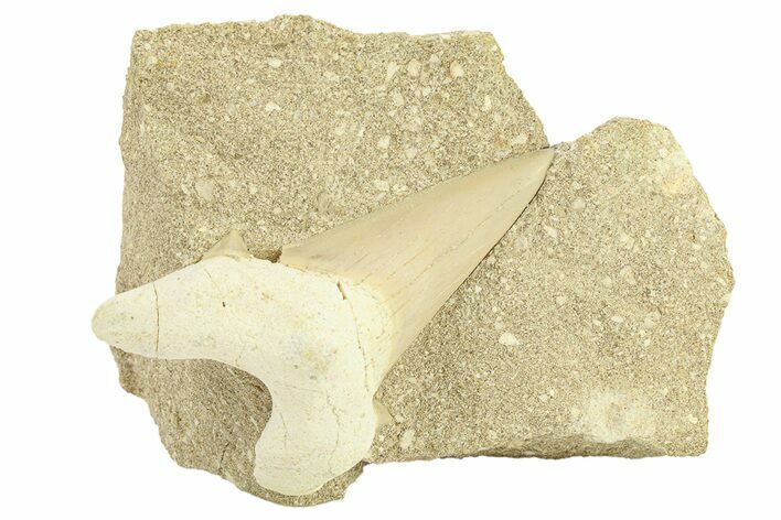 Otodus Shark Tooth Fossil in Rock - Morocco #292027